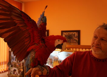 Papoušci na Pahorku